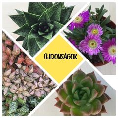 Újdonságok a Bernikert Webshopban