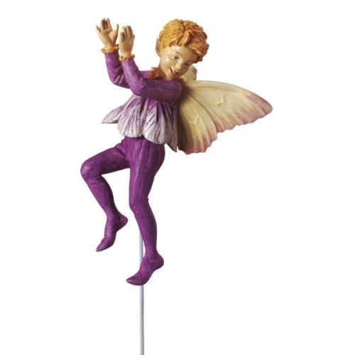 Crocus fairy boy