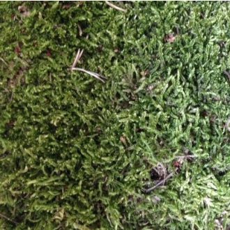 Sušený súvislý mach