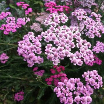 Achillea millefolium  Dwarf pink