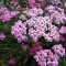 Achillea millefolium  Dwarf pink