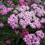 Achillea millefolium  Dwarf pink