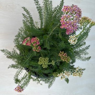 Achillea millefolium  Dwarf pink