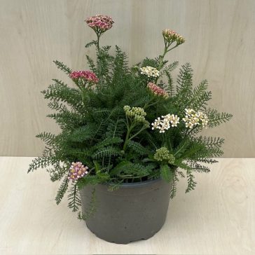 Achillea millefolium  Dwarf pink