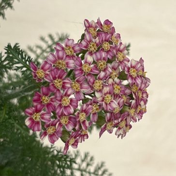 Achillea millefolium  Dwarf pink