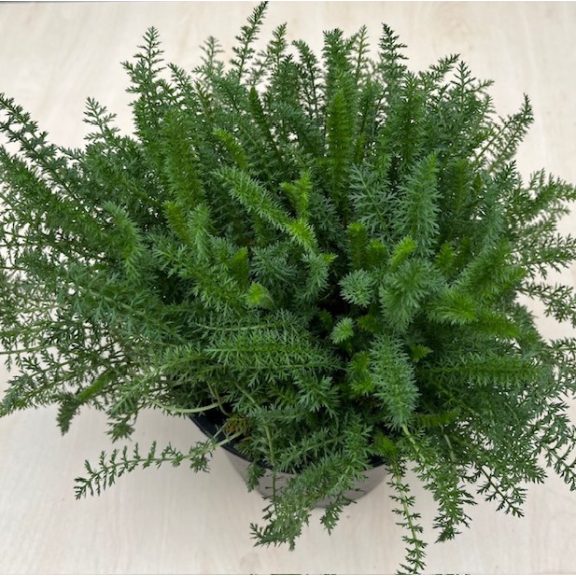 Achillea millefolium Pink