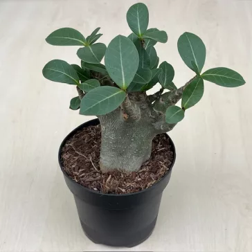 Adenium 'Baobab'