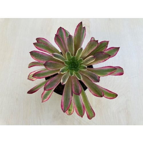 Aeonium 'Mardi Gras'