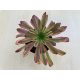 Aeonium 'Mardi Gras'