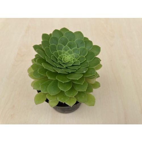 Aeonium tabuliforme