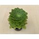 Aeonium tabuliforme