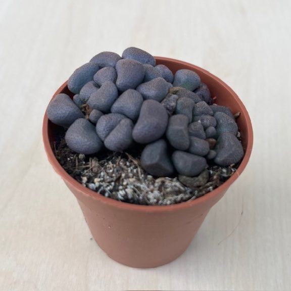 Aloinopsis schooneesii