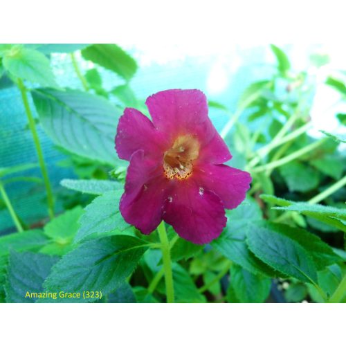 Achimenes x hybrida 'Amazing-Grace'