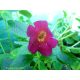 Achimenes x hybrida 'Amazing-Grace'