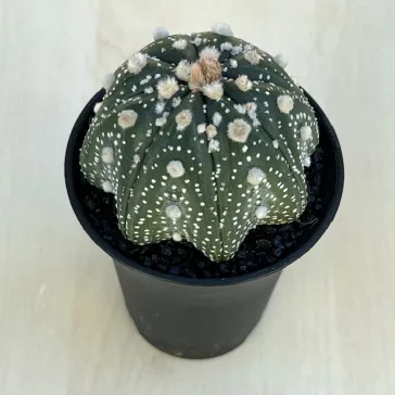 Astrophytum asterias 'Star Shape'