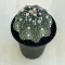Astrophytum asterias 'Star Shape'