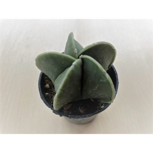 Astrophytum myriostigma var. nudum