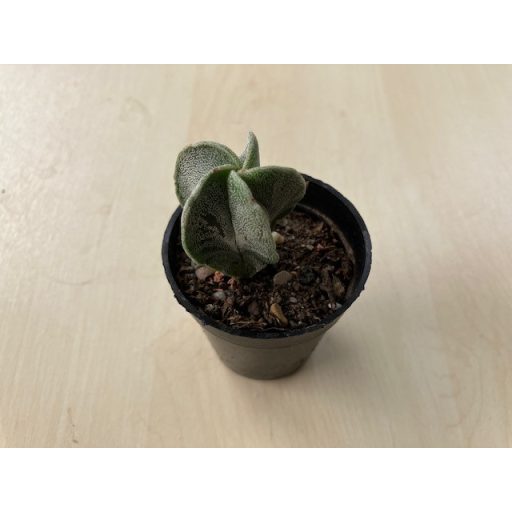 Astrophytum myriostigma