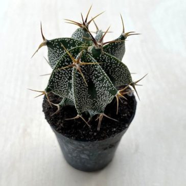 Astrophytum ornatum