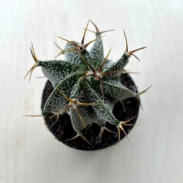 Astrophytum ornatum