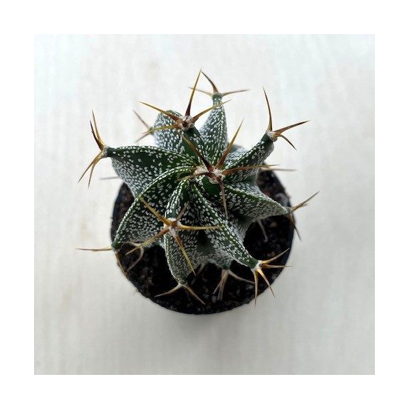 Astrophytum ornatum