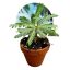 Biophytum sensitivum