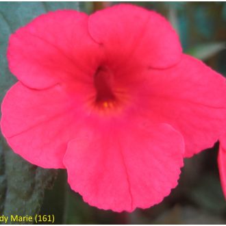 Achimenes x hybrida  'Bloody Marie'