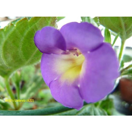 Achimenes x hybrida 'Brid's Liebreiz'