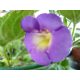 Achimenes x hybrida 'Brid's Liebreiz'
