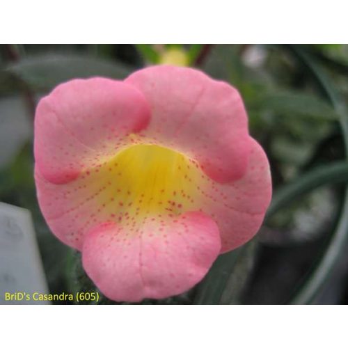 Achimenes x hybrida  'Brid's Casandra'