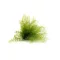Air Fern Preserved - Light Green