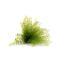 Air Fern Preserved - Light Green