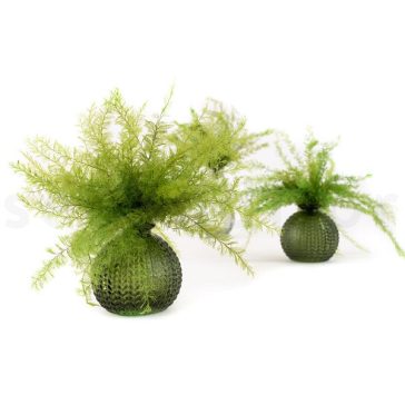 Air Fern Preserved - Light Green