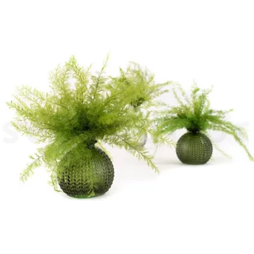 Air Fern Preserved - Light Green