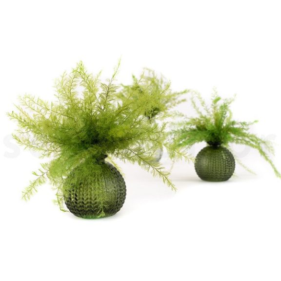 Air Fern Preserved - Light Green