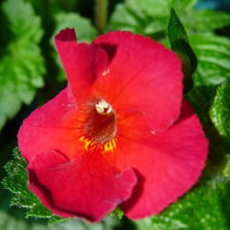 Achimenes x hybrida 'Caligula'