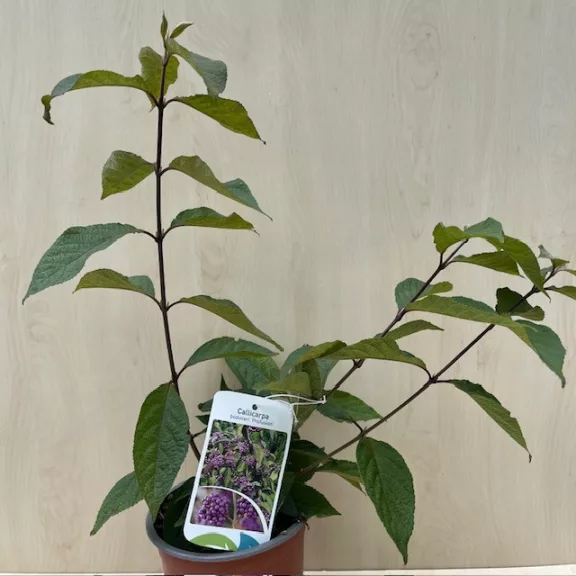 Callicarpa bodinieri Callicarpa bodinieri