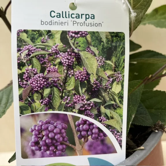 Callicarpa bodinieri Callicarpa bodinieri
