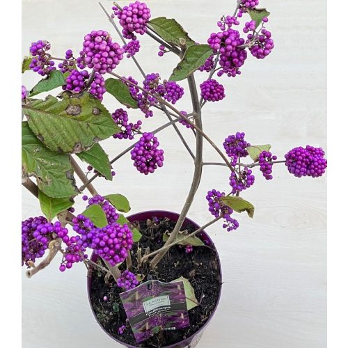 Callicarpa bodinieri 'Profusion'