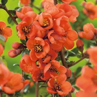Chaenomeles x Superba 'Orange trail'