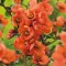 Chaenomeles x Superba 'Orange trail'