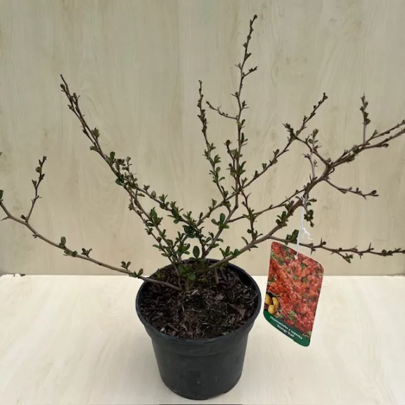 Chaenomeles x Superba 'Orange trail'
