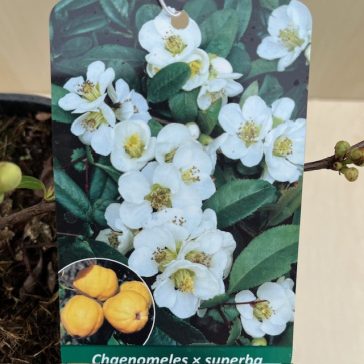 Chaenomeles speciosa 'Nivalis'