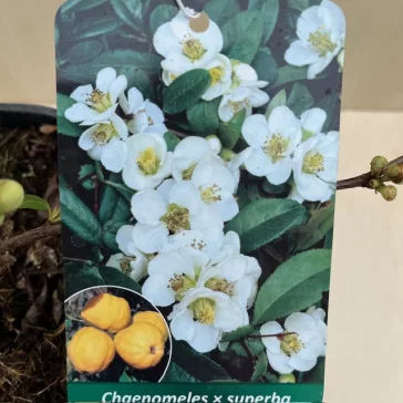 Chaenomeles speciosa 'Nivalis'