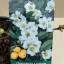 Chaenomeles speciosa 'Nivalis'