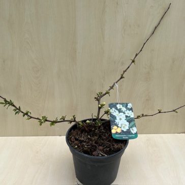 Chaenomeles speciosa 'Nivalis'