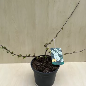 Chaenomeles speciosa 'Nivalis'