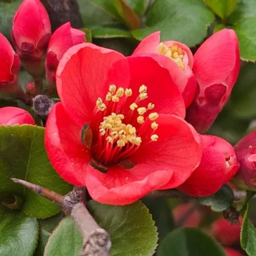 Chaenomeles x superba 'Crimson and Gold'