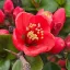Chaenomeles x superba 'Crimson and Gold'