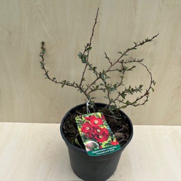 Chaenomeles x superba 'Crimson and Gold'